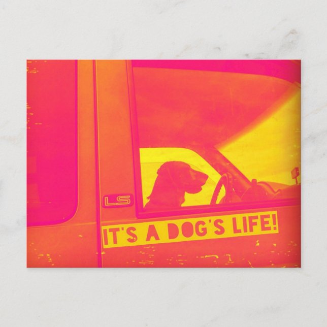 Es ist die Lebenspostkarte eines Hundes Postkarte (Vorderseite)