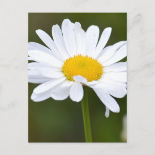 Es ist ein Daisy Postkarte