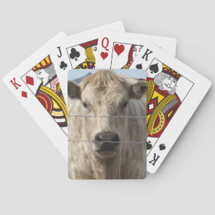 Es ist ein Roundup Cattle Charolais Gesicht Wester Spielkarten