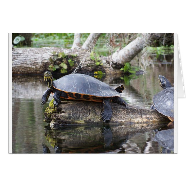 Es ist ein Schildkrötenleben (Vorderseite (Horizontal))