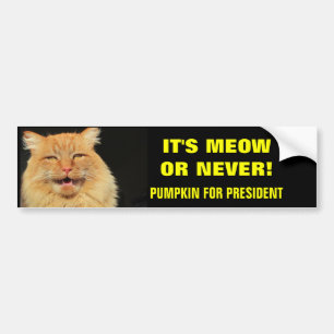 Es ist Meow oder Nie! Pumpkin für Präsident Autoaufkleber