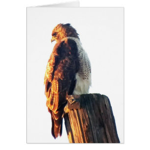 "Es ist nicht genug, zum gut zu sein…." Der Falke