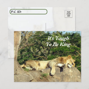 Es ist schwer König zu sein - Bild vom Löwenschlaf Postkarte