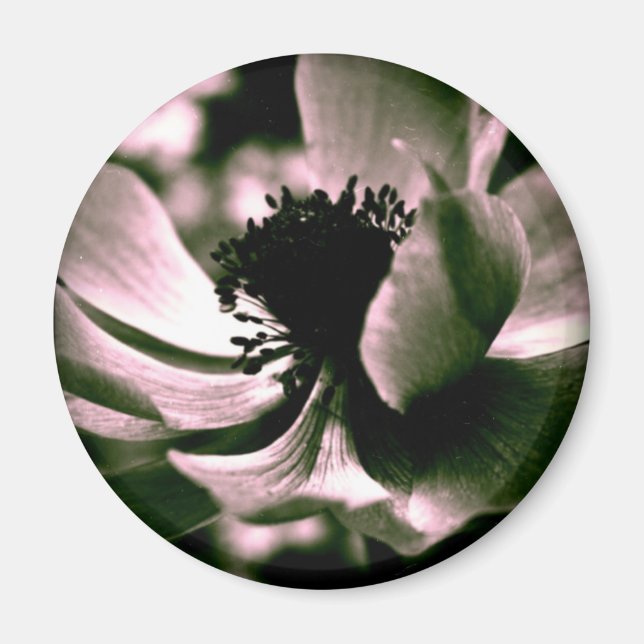 Es war ein schöner Tag.Anemone Magnet (Vorne)