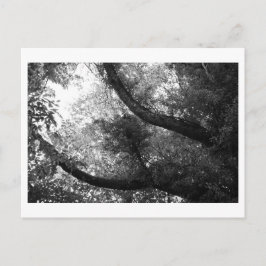 Es war einmal im Wald Postkarte