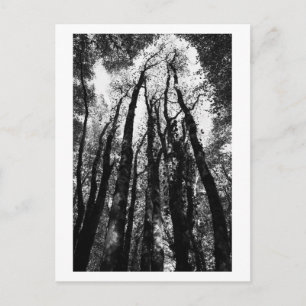 Es war einmal im Wald Postkarte