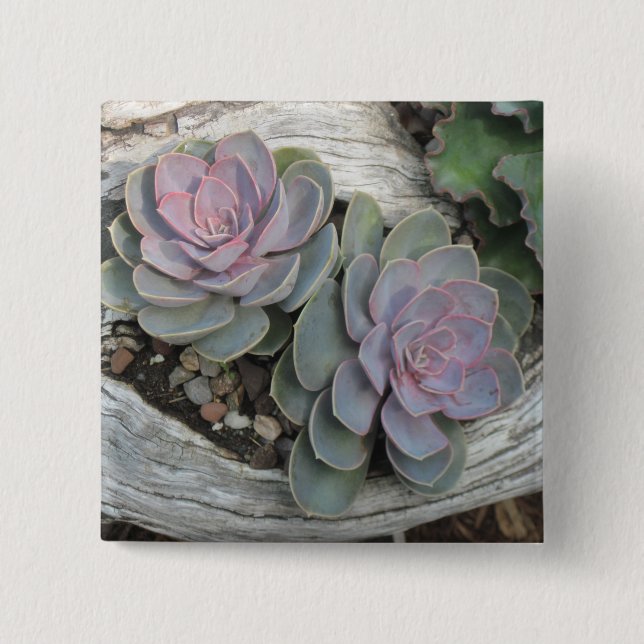 Escheveria Button (Vorderseite)