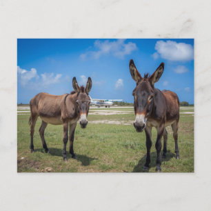 Esel am Flughafen Postkarte