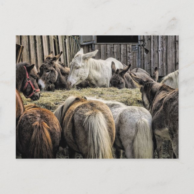 Esel des runden Tisches Postkarte (Vorderseite)