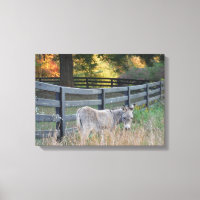 Esel in einem Herbstfeld