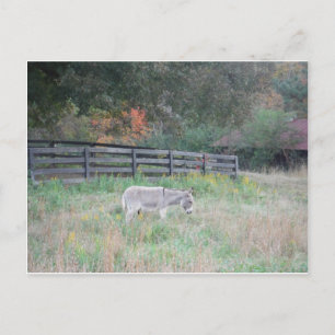 Esel in einem Herbstfeld. Postkarte