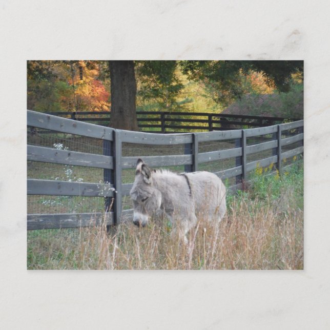 Esel in einem Herbstfeld Postkarte (Vorderseite)