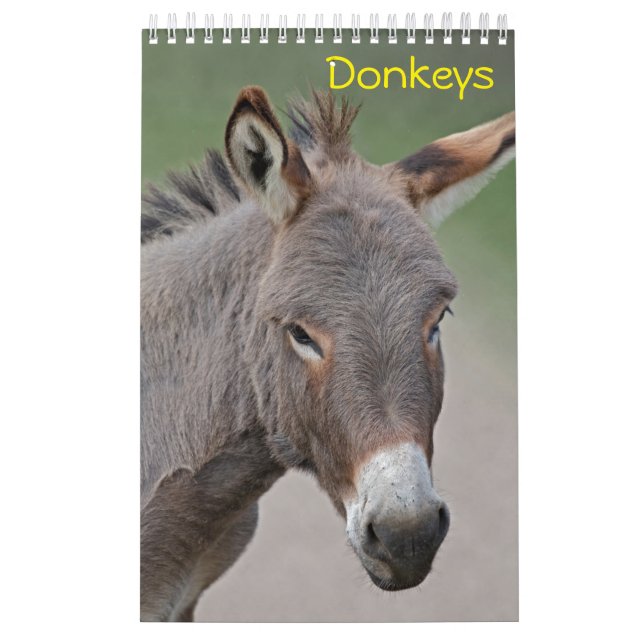 Esel-Kalender Kalender (Titelbild)