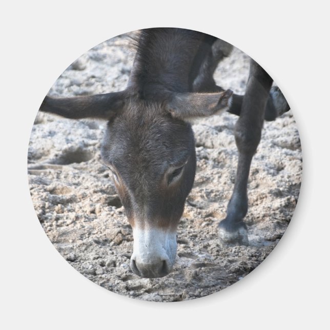 Esel Magnet (Vorne)