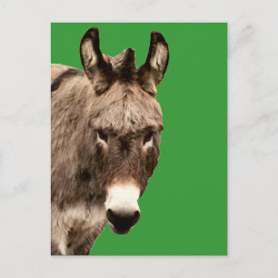 Esel Postkarte
