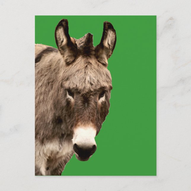 Esel Postkarte (Vorderseite)