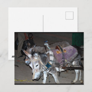 Esel von Luxor Postkarte