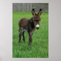 Esel, Zwergesel, in der Koppel, Portraet