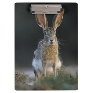 Eselhase, Lepus californicus, 2 Klemmbrett