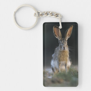 Eselhase, Lepus californicus, 2 Schlüsselanhänger