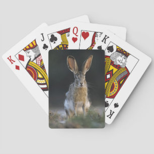 Eselhase, Lepus californicus, 2 Spielkarten