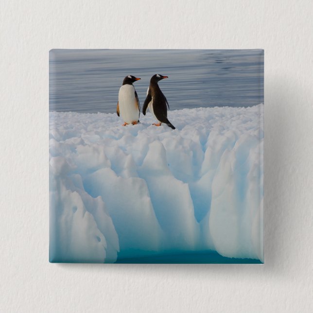 Eselspinguin, Pygoscelis Papua, auf Gletschereis Button (Vorderseite)