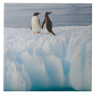 Eselspinguin, Pygoscelis Papua, auf Gletschereis Fliese