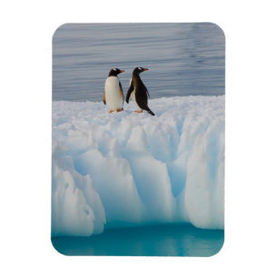 Eselspinguin, Pygoscelis Papua, auf Gletschereis Magnet