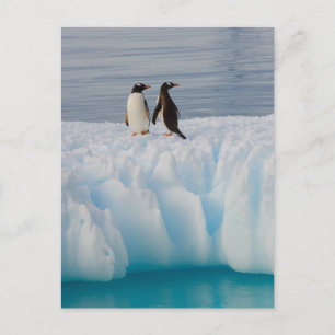 Eselspinguin, Pygoscelis Papua, auf Gletschereis Postkarte