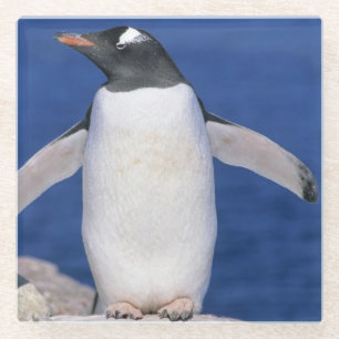 Eselspinguin (Pygoscelis papua) Porträt Glasuntersetzer