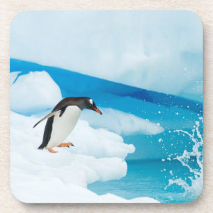 Eselspinguin, Pygoscelis Papua, springt ab Getränkeuntersetzer