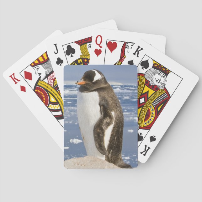 Eselspinguin Spielkarten (Rückseite)