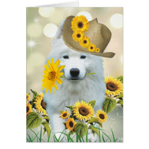 Eskimo Daisy Hund