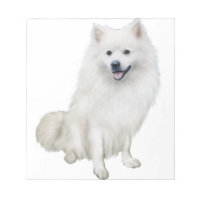 Eskimohund (A)