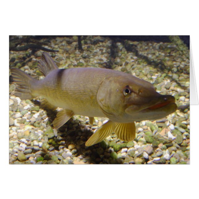 Esox lucius (Vorderseite (Horizontal))