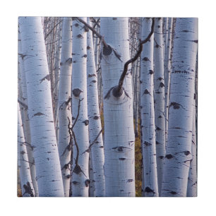 Espen im Gunnison National Park Fliese