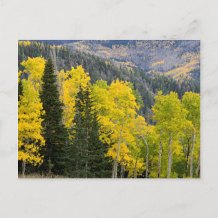 Espen (Populus Tremuloides) und Koniferen 2 Postkarte