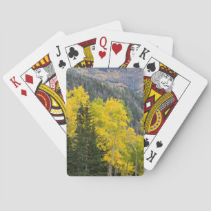Espen (Populus Tremuloides) und Koniferen 2 Spielkarten