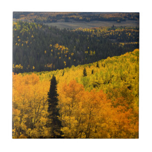 Espen (Populus Tremuloides) und Koniferen Fliese