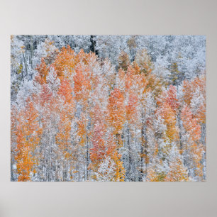 Espen & Schnee Rocky Mountains, Colorado Poster