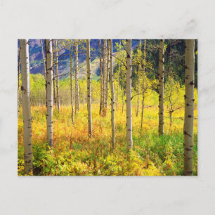 Espenbäume im Herbst in den Rocky Mountains Postkarte