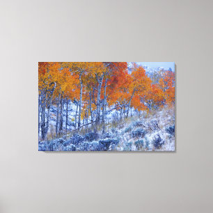 Espenbäume in Herbstfarben, Bighorn Mountains, Leinwanddruck