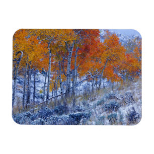 Espenbäume in Herbstfarben, Bighorn Mountains, Magnet