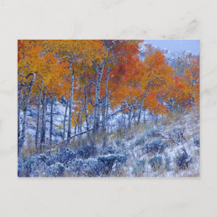 Espenbäume in Herbstfarben, Bighorn Mountains, Postkarte