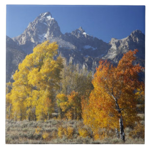 Espenbäume mit der Teton-Gebirgskette Fliese