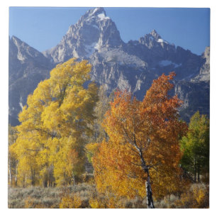 Espenbäume mit der Teton-Gebirgskette Fliese