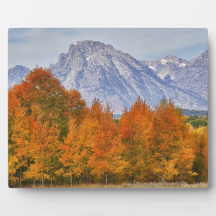 Espenbäume mit der Teton-Gebirgskette Fotoplatte