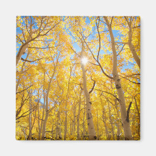 Espenbäume   Sierra Nevada Mountains, CA Magnet
