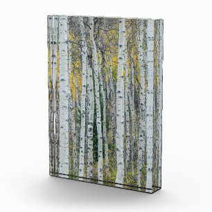 Espenbaumstämme   Aspen, Colorado Fotoblock
