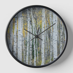 Espenbaumstämme   Aspen, Colorado Uhr